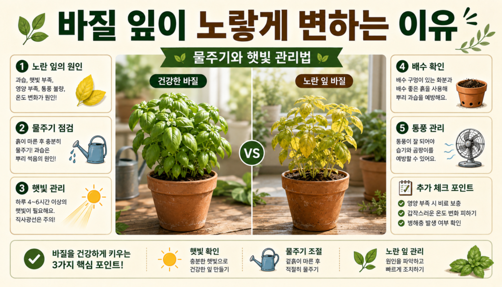 바질 화분의 노란 잎 원인을 물주기와 햇빛 기준으로 확인하는 일러스트
