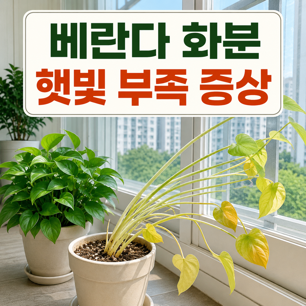 베란다 창가에서 햇빛을 받는 화분과 잎 상태를 확인하는 모습