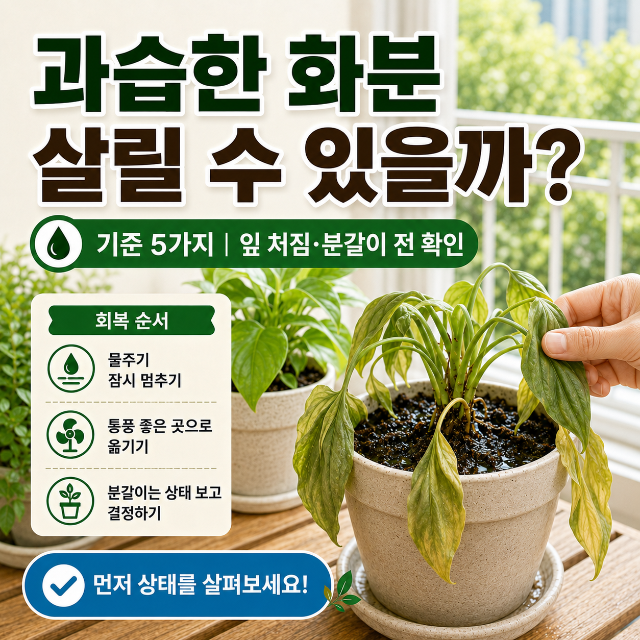 과습한 화분을 살리기 위해 물주기를 멈추고 배수와 통풍을 확인하는 장면