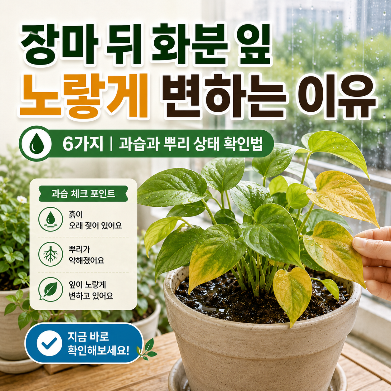장마 뒤 잎이 노랗게 변한 베란다 화분과 과습 상태를 확인하는 장면