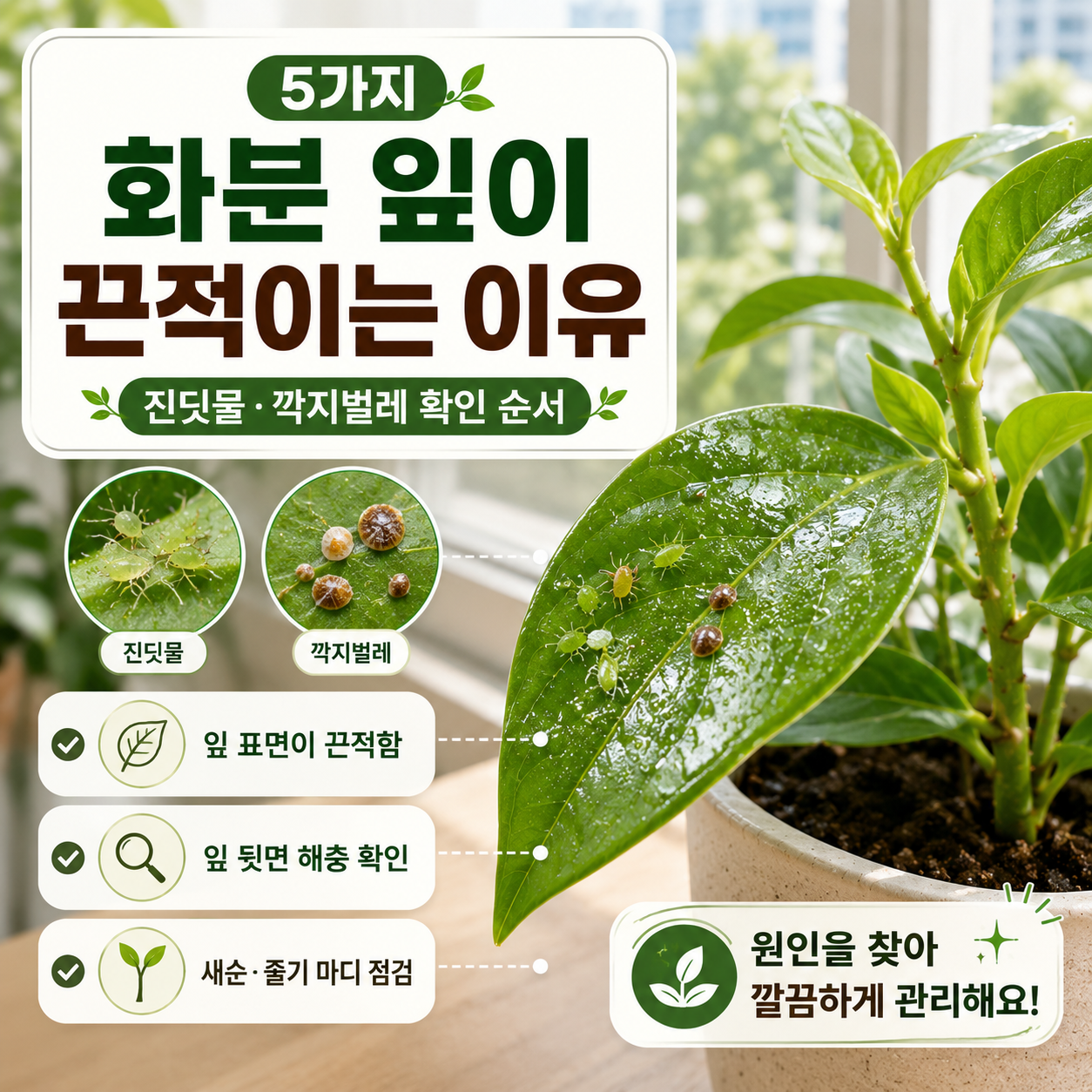 끈적이는 화분 잎의 뒷면과 줄기 마디를 확인하는 베란다 식물 관리 장면