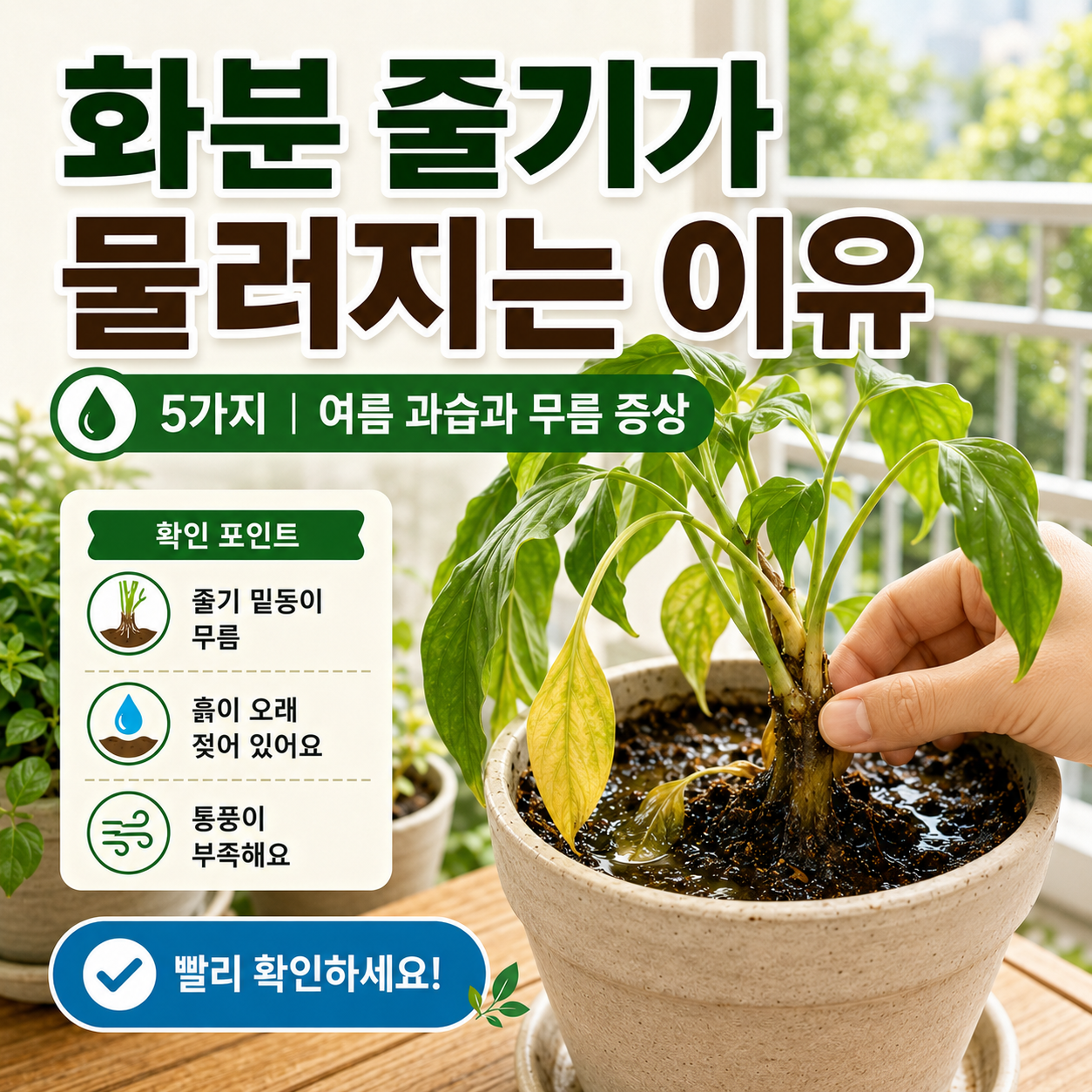 여름 베란다 화분에서 줄기 아래쪽이 물러진 식물과 과습 상태를 확인하는 장면