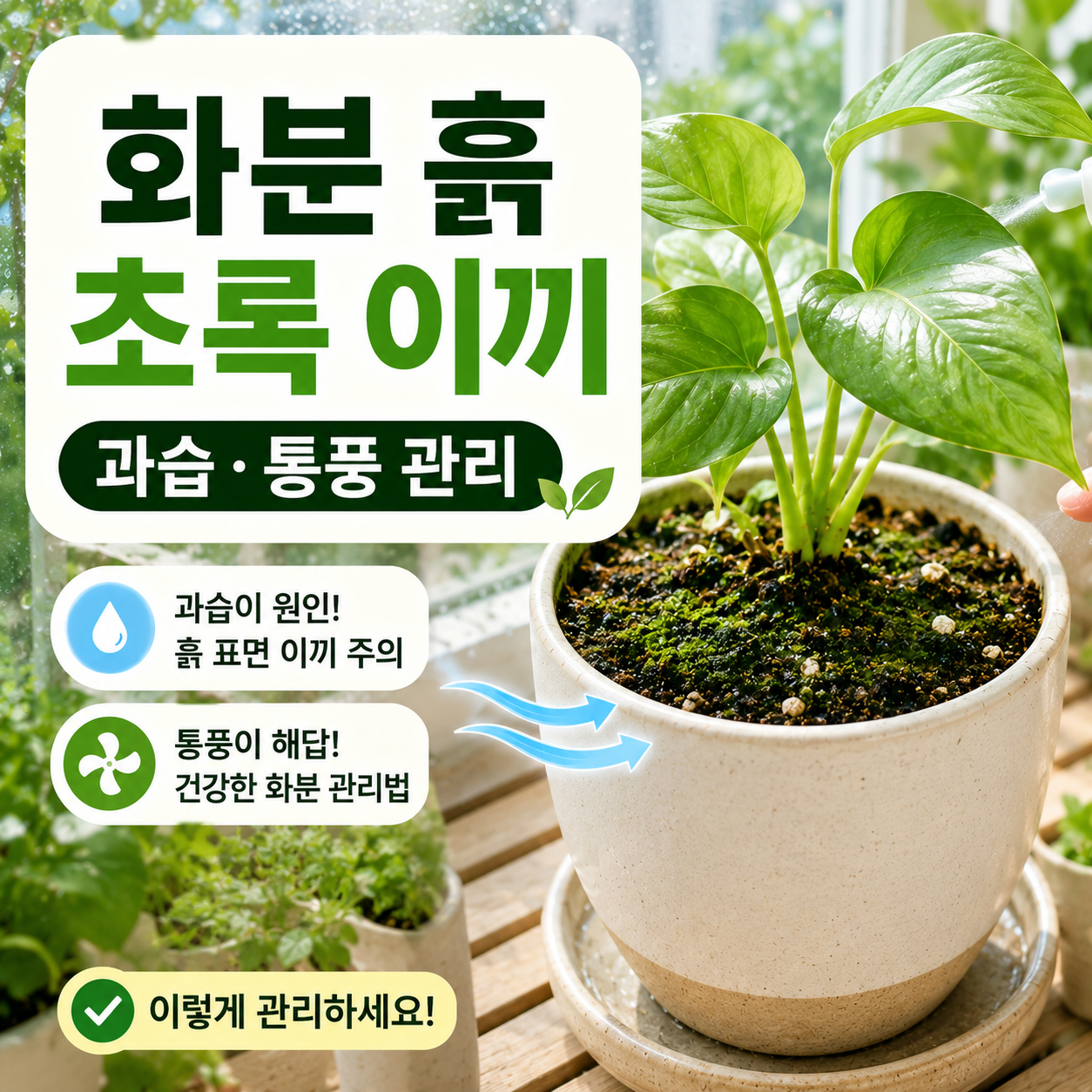 베란다 화분 흙 표면에 생긴 초록 이끼와 과습 상태를 확인하는 장면