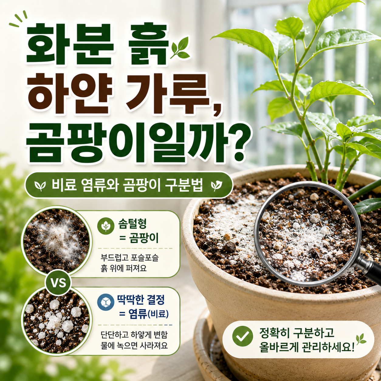 화분 흙 표면의 하얀 결정과 솜털 모양 곰팡이를 비교해 확인하는 장면