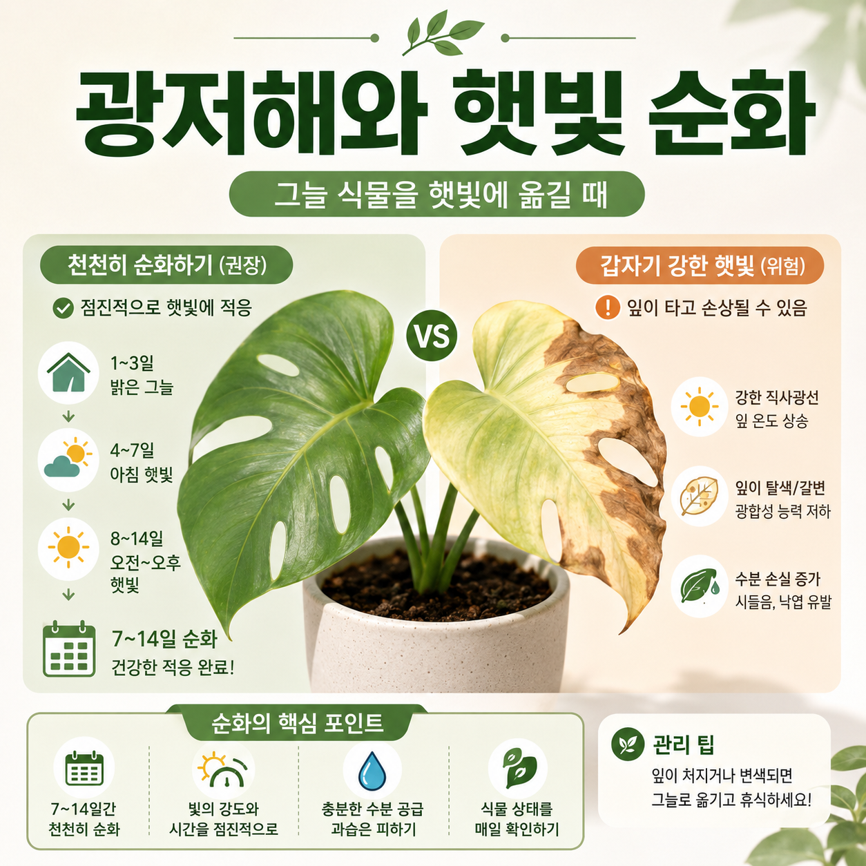그늘에서 키운 식물을 햇빛에 천천히 순화한 경우와 갑자기 노출한 광저해 경우의 잎 손상 비교