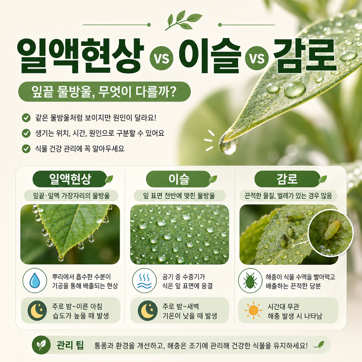 잎끝에 맺힌 물방울 일액현상과 잎 표면의 이슬, 해충이 만든 끈적한 감로를 비교한 이미지